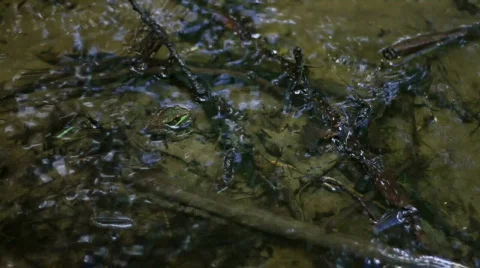 Frog in Stream HD Video stock 841118