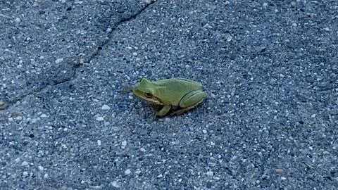 Frog in Street 库存照片