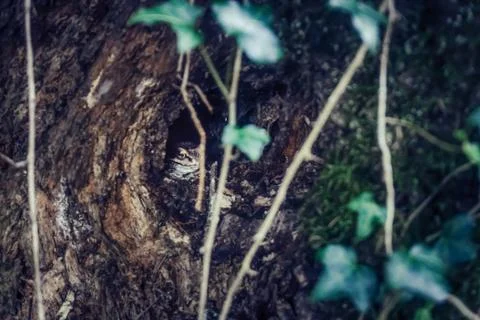 Frog in a Stump Stockfoto's