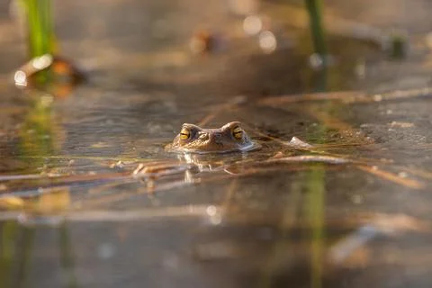 Frog on the surface of the pond. Close-up portrait of the head of a frog Toad Stock Photos