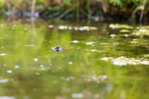 Frog on the surface of the pond. Close-up portrait of the head of a frog To.. Stock Photos