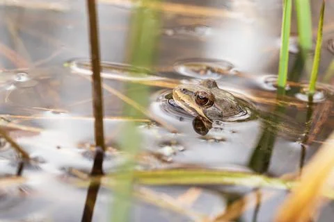 A frog on the surface of a pond in its natural habitat. Common Frog - Rana ar Stock Photos