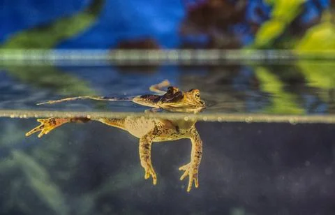 Frog on surface of water. Stock Photos