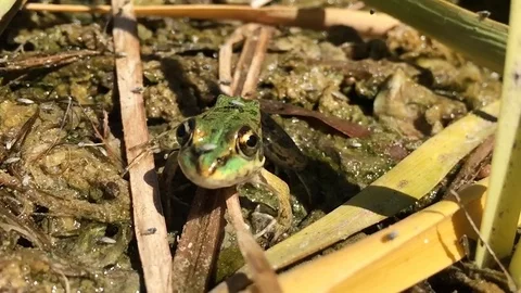 A frog in a swamp attacks directly at the camera Stock Footage 114450549