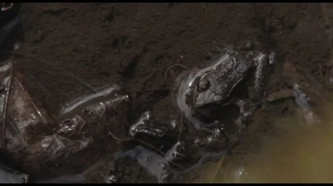 Frog in a swamp Stock Footage 40018442