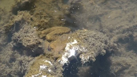 Frog in a swamp Stock Footage 99397591