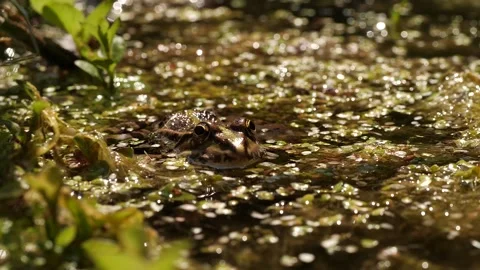 Frog in swamp Stock Footage 136305170