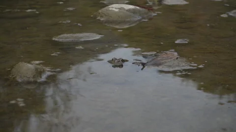 Frog in the swamp. Stock Footage 142892957