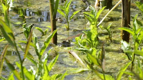 Frog in the swamp Video stock 145363902