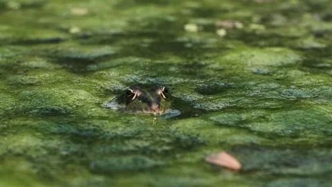 Frog in a Swamp Stock Footage 284670717