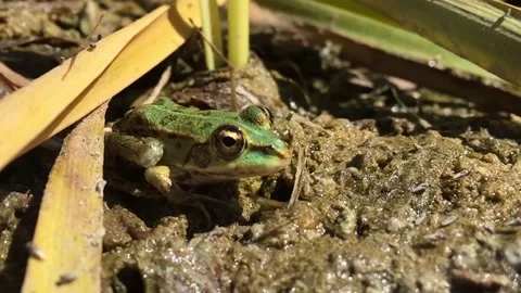 The frog in the swamp hunts for insects Stock Footage 147041255