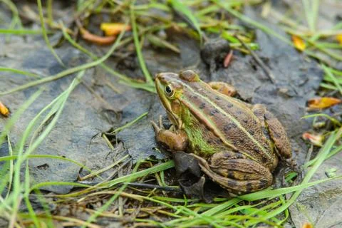Frog in the swamp Stock Photos