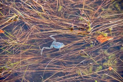 Frog in swamp Stock Photos