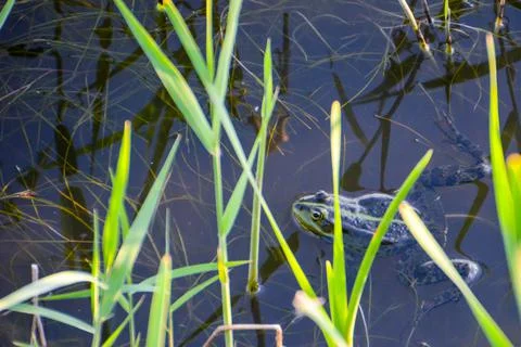 Frog in the swamp. Stock-Fotos