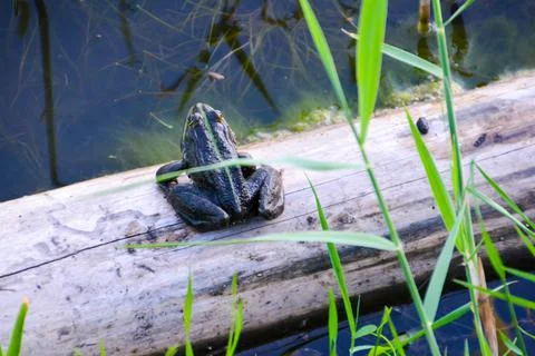 Frog in the swamp. Stock Photos