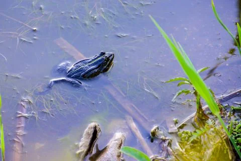 Frog in the swamp. Stock Photos