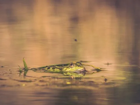 Frog in a swamp Stock Photos