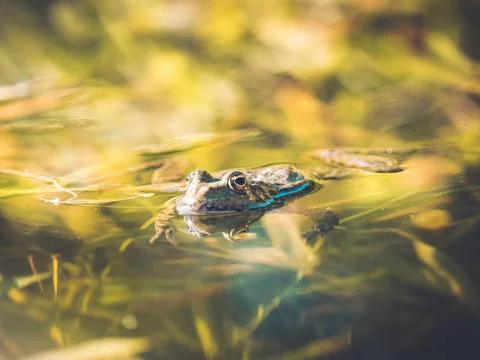 Frog in a swamp 写真素材