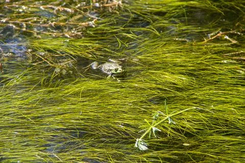 Frog in swamp Stock Photos