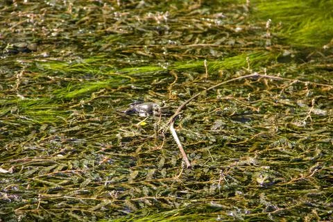 Frog in swamp Stock Photos