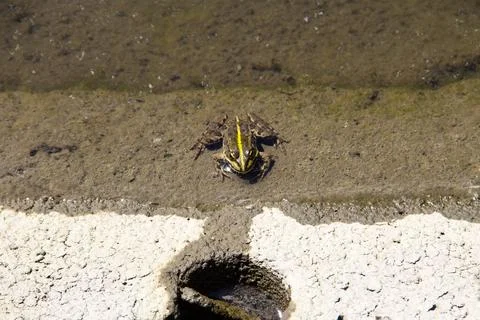 Frog in swamp Stock Photos