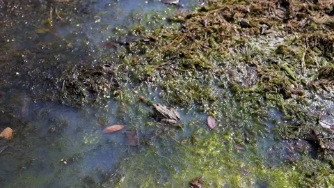 Frog in Swamp Water Stock Footage 293258962