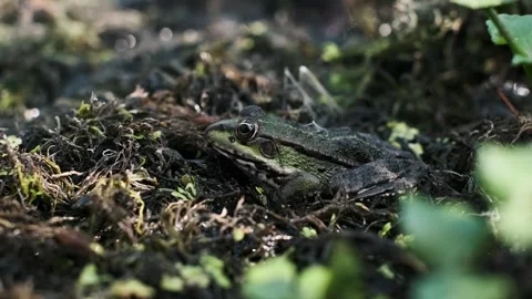 Frog in Swampy Habitat Stock Footage 284875987