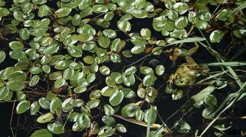 Frog swimming Stock Footage 22290106