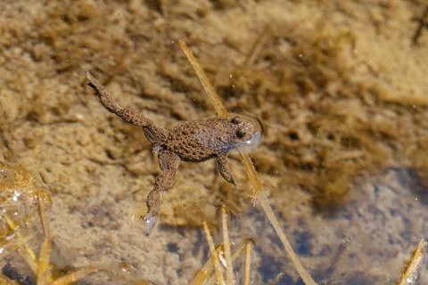 Frog swimming Free Stock Photos