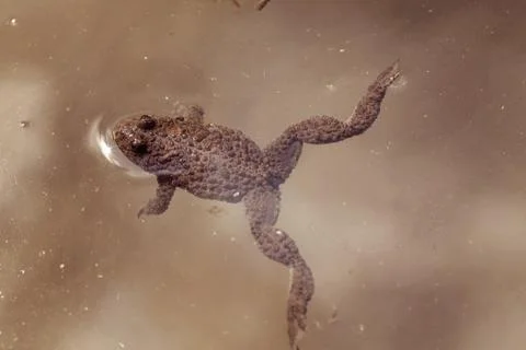 Frog swimming Free Stock Photos