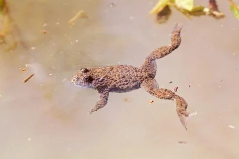 Frog swimming Free Stock Photos