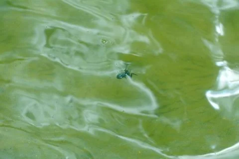 Frog is swimming Stock Photos