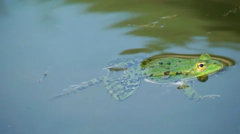 Frog swimming in pond Video stock 28389304