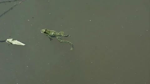 Frog swimming in a pond 스톡 동영상 279984621