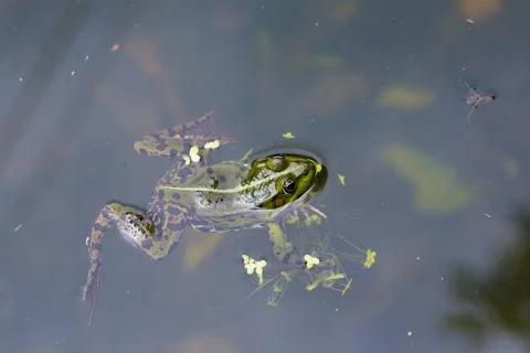 Frog swimming in a pond Stock-Fotos