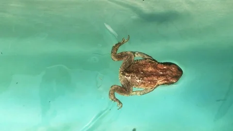 Frog in the swimming pool Stock Footage 80463803