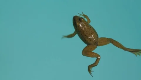 Frog swimming in a pool Video stock 96049158