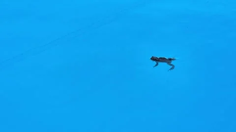 A frog swimming in a pool Stock Footage 336060564