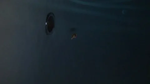 Frog swimming in a pool at night 스톡 동영상 172336098