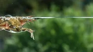 Frog Swimming Underwater, Slow Motion Stock Footage