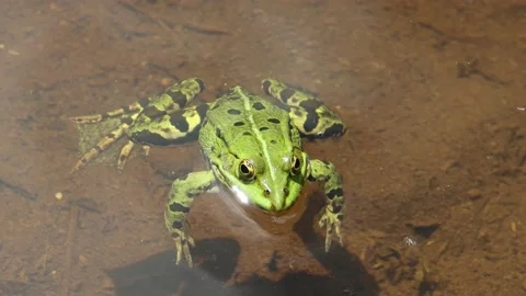 Frog swimming in the water Stock Footage 199936579