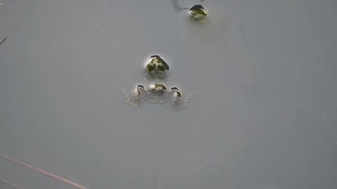 Frog swimming on water surface. Stock Footage 289062721