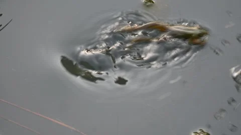 Frog swimming on water surface. Видео 289062808