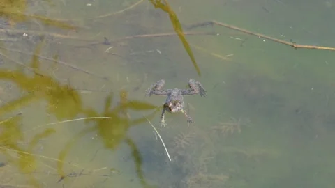 Frog swimming on water surface. Stock Footage 305040594