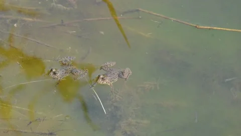 Frog swimming on water surface. Stock-Footage 305040770