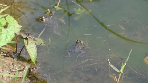 Frog swimming on water surface. Stock Footage 305040855