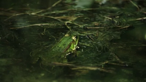 The frog swims Video stock 94839210