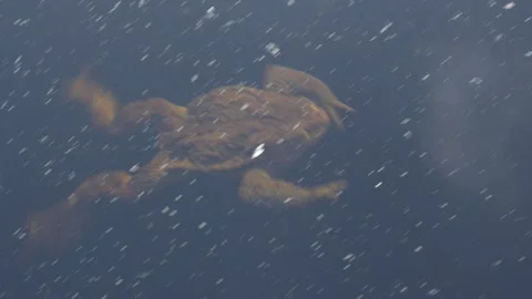 A frog swims on the lake Stockbeeldmateriaal 308509161