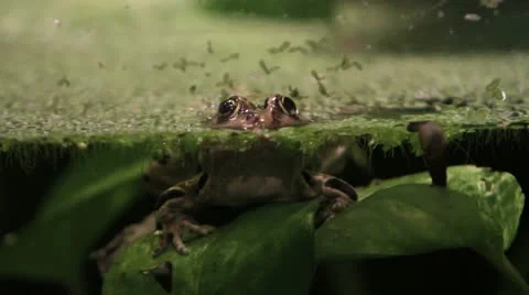 Frog swims out of frame Video stock 12726398