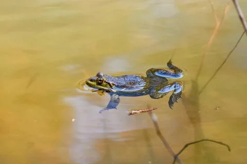 The frog swims on the water in the pond. Stock Photos